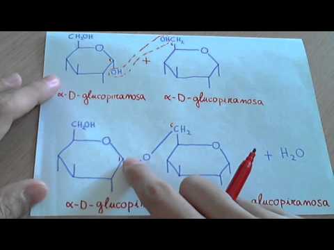 Vídeo: Diferencia Entre Maltosa E Isomaltosa