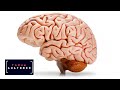 Мозг. Тайны анатомии