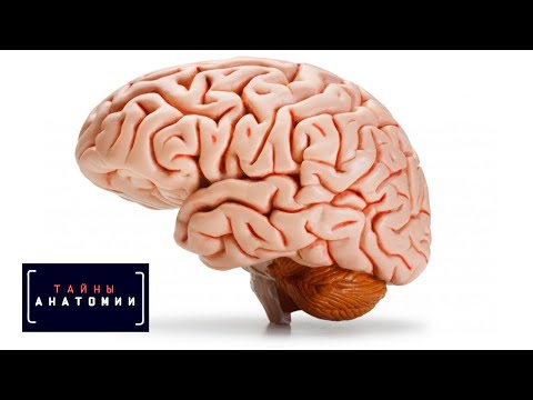 Мозг | Тайны анатомии
