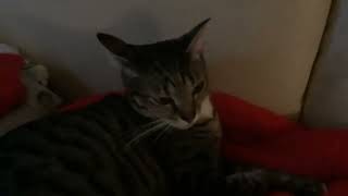 Chilling cat 14 by Just a kid! 517 views 3 weeks ago 15 seconds