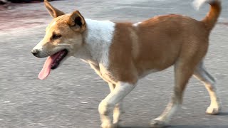 Stray Dogs Uniting With Their Owners in Dhaka...the Reunion Will Leave You In Tears! #Rajuk #uttara by Dr Reza Ali Rumi 882 views 1 year ago 5 minutes, 59 seconds