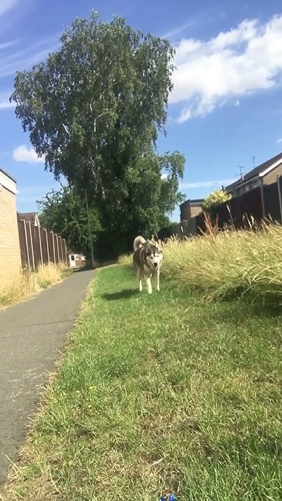 How Slow Can A Husky Walk YouTube how-slow-can-a-husky-walk-youtube