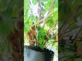 My young bitter melon fruits #nature #trees #plants #flowers #vegetables #veggrowing #floweringtrees