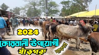 May 17, 2024 বসুনিয়া হাট || কোরবানী ঊপযোগী ষাঁড়গরুর দামদর জেনেনিন