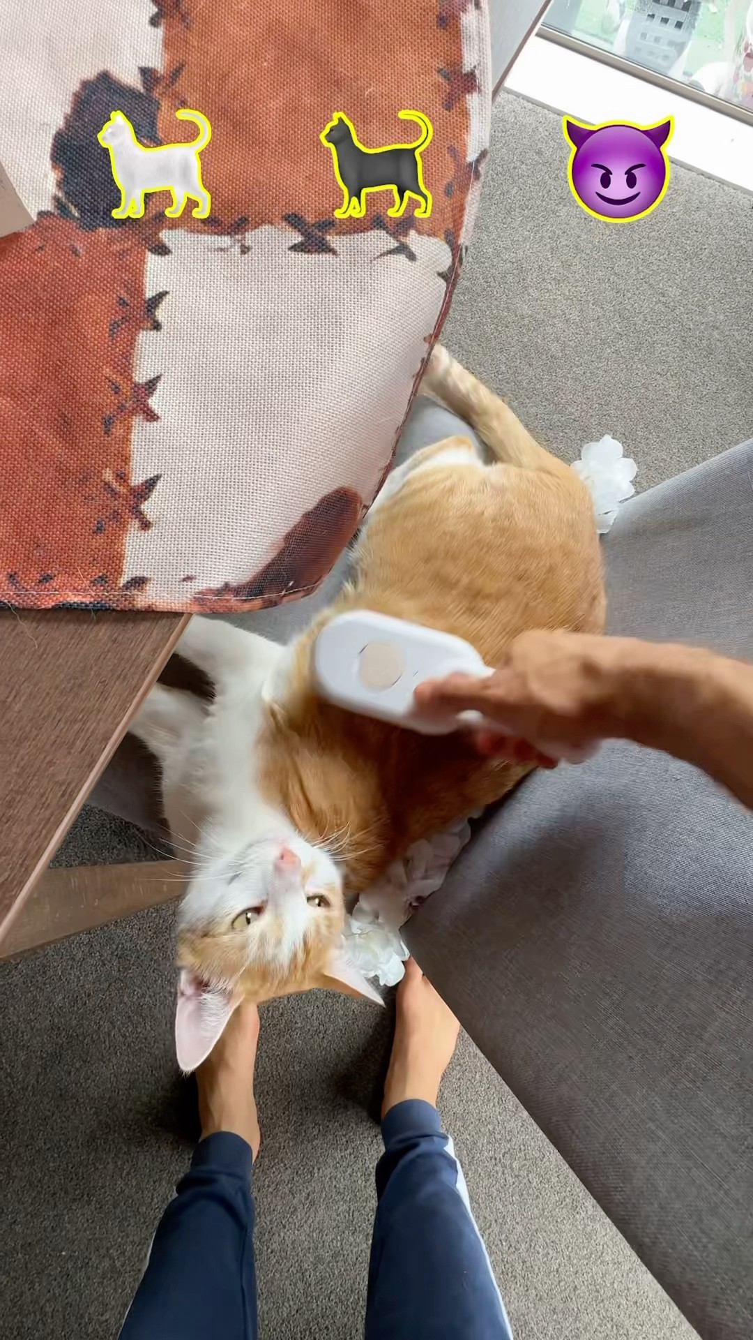Kitty useless lifehacks 186