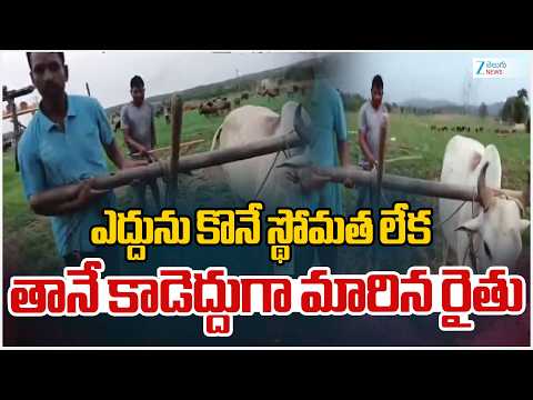 Mahabubabad Farmer Emotional Video | ఎద్దును కొనే స్థోమత లేక తానే కాడెద్దుగా మారిన రైతు | ZEE Telugu - ZEE24TELUGUNEWS