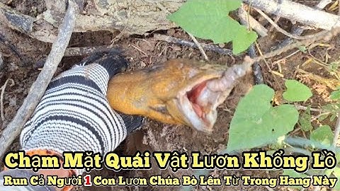 Câu lươn khủng_Chạm mặt quái vật lươn khổng lồ_Run cả người 1 con lươn chúa bò lên từ hang này//eels