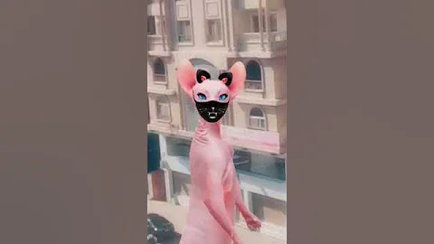 Watch the video about #crazily cat #lol #funny #crazy #enjoy #explore #sphynx