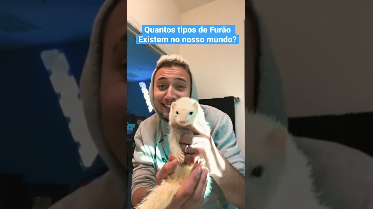 Quantos tipos de Furão existem no mundo? #shorts