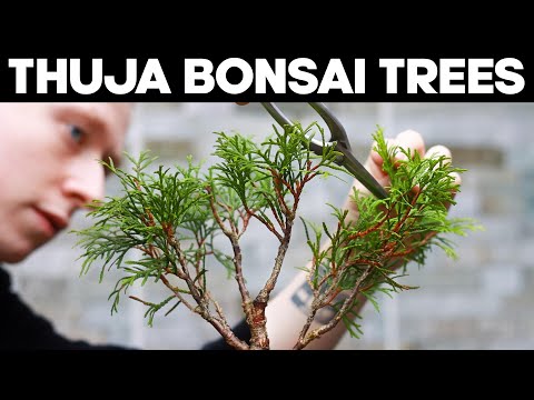 Video: Làm thế nào để trồng một cây thuja? Mẹo và thủ thuật