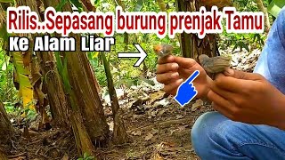 Rilis sepasang Prenjak tamu