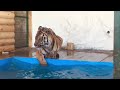 Тигр 🐅 Гектор обнаружил в своём вольере бассейн🏊))) #тигр  #Tiger