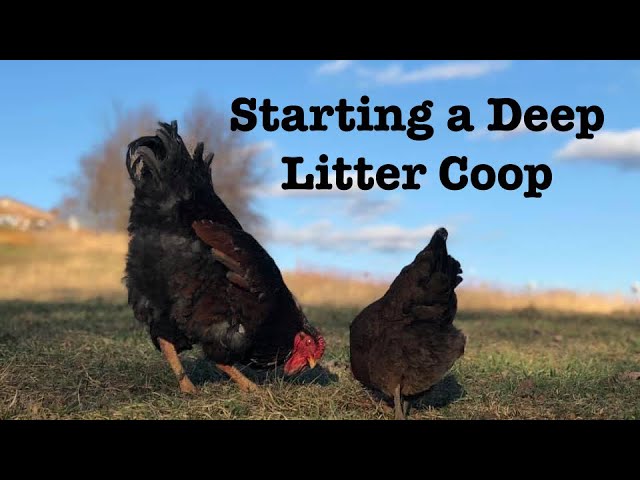 Deep Litter - The Best Method For A Duck And Chicken Run - Life Is Just  Ducky