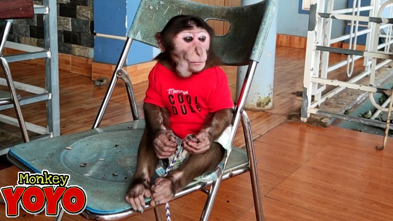 YoYo JR goes to a cafe with dad