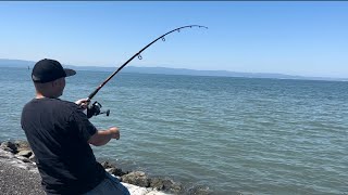 Fishing at San Leandro Marina! #fishing #bayarea #california #bankfishing #fish #stingray