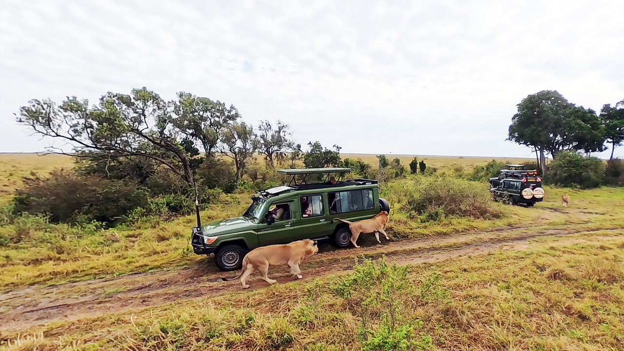 Maasai Mara Full Day Safari Game Drive | Wildlife Adventure in Kenya 🇰🇪