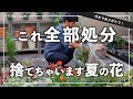 【もったいない！？】半日かけて夏の一年草を処分＆秋冬苗を迎える準備【10月の園芸】
