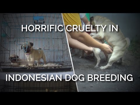 PETA Asia Exposes Horrific Cruelty in Indonesian Dog Breeding