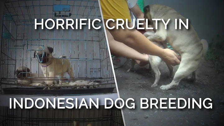 PETA Asia Exposes Horrific Cruelty in Indonesian Dog Breeding - DayDayNews