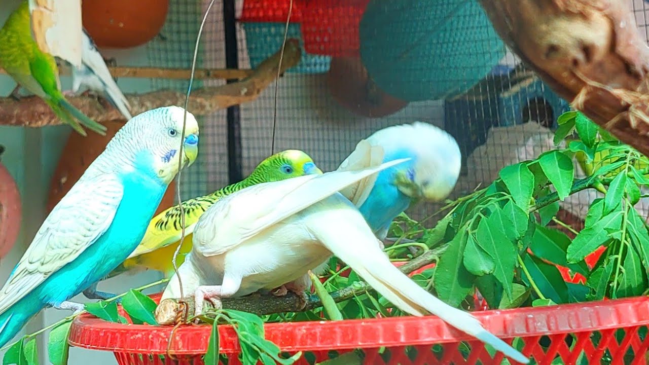 Budgies eating food | birds breeding | Happy Life of Parakeet