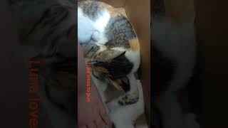 New kittens! by Cat Videos OIAW 144 views 2 years ago 1 minute, 2 seconds