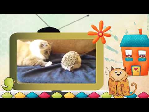 Видео клип Коты и другие... животные. Серия 2. #Коты и