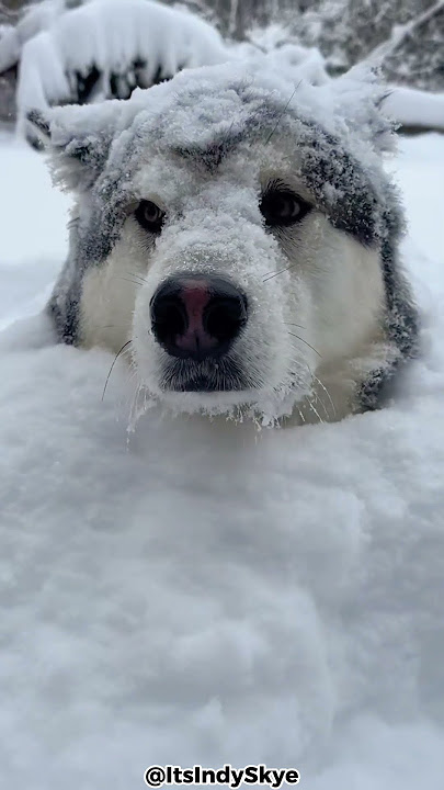 Top 5 Reasons Why You Should Get An Alaskan Malamute!