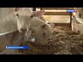 Новым центром животноводства в России становится Крым