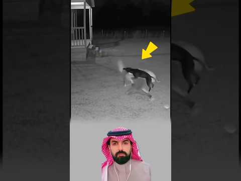 كان الشبح النحيل يزحف بخطوات غريبة وحين اقترب أكثر هجم عليه كلبان مع ا كأنهما تحاولان دفع شر لايرى