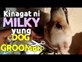 Nagupit pati tenga ni milky   dog lover 