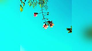 Liu, Auralix - Please Dont Stop The Music Bass Edit