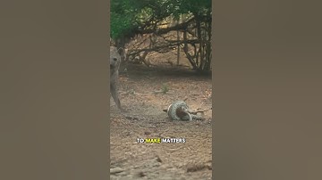 Massive Python and Hyena Battle Over a Newborn Impala #wildlife  #hyena    #predatorvsprey  #animals