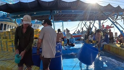 Mành lưới 2 trong đêm | Đánh cá 2024 - Tập 31 | Sóng biển Hứa Đông