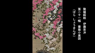 動植綵絵 伊藤若冲 「第二十一幅 薔薇小禽図 （ばら しょうきんず