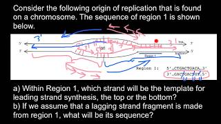 How to find which strand is leading and which is lagging