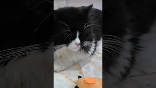 #видосыоткота #дети #веселыекоты #cat #котики #озвучка #кот #catvideos #юмор #прикольныекоты