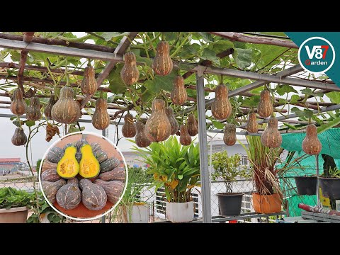 Video: Hur man odlar saffran: 13 steg (med bilder)