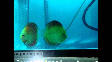 Red Melon - Discus fish