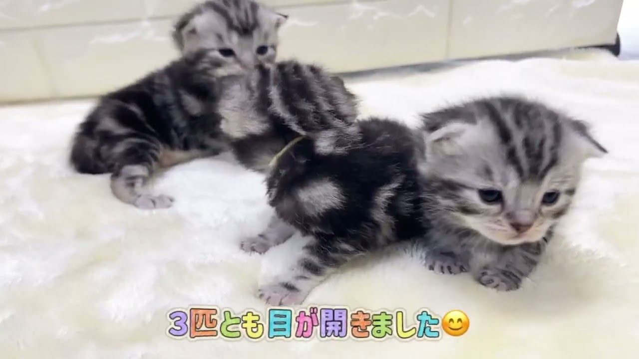 価格の安い♡シャルトリュー×アメリカンショートヘアー♂① 当店生まれ