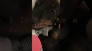 #funny #dog #miniature dachshund                           That crazy dog Bruno