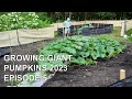 Growing Giant Pumpkins 2023 Episode 5 - Vine Burying