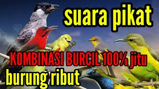 suara pikat BURCIL ribut kombinasi 100% jitu, untuk semua jenis burung kecil