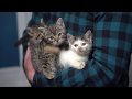 Kittens Rescued From Abandoned Hospital Two Weeks Later (Update: Kittens Have Been Adopted!)