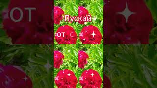 #flowers #пожелания #красиваямузыка #shortsvideo #красивые цветы