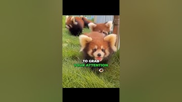 Break the Algorithm NOW!!