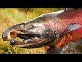 EPIC Coho Salmon FISHING - Twitching Jig BEATDOWN! (Underwater Bites CAPTURED!)