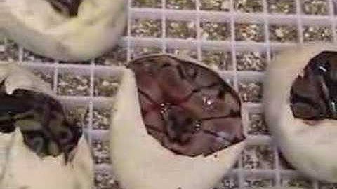 Spider Ball Pythons Hatching 2008