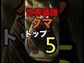 世界最強のクマランキング！第1位が規格外すぎる… #動物雑学 #生き物雑学 #クマ