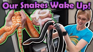 Waking up Snakes from Hibernation