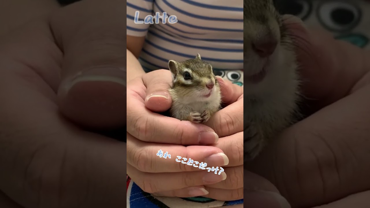 食事を終えて我にかえるシマリス #Shorts